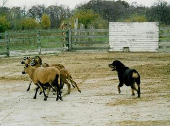 Am/Can CH Can OTCH Von Brader's Jem of Phantom Wood UD TDX JHD turning the sheep. Note how the heads of the sheep are turning in the same direction as Jem's head. Beautiful! Jem is the foundation sire of Phantom Wood Rottweilers and has passed his unique working ability to his kids and grandkids in so many different venues.
