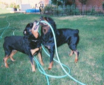 Partners in Crime! Now Catrina is getting her son, CT Imzadie's Anakin The Skys The Limit UD TDX VST AX AXJ RE, in on the act.