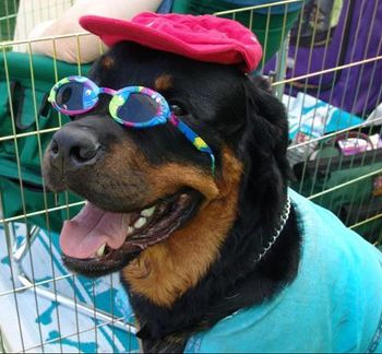 Phantom Wood Hendrix, CD, TDX, RN, HIC (Jimi) keeping his cool in the hot New Mexico sun. Jimi was "dressed" by his owner, Michele Mauldin. I hope Jimi's doggy friends don't make fun of him....