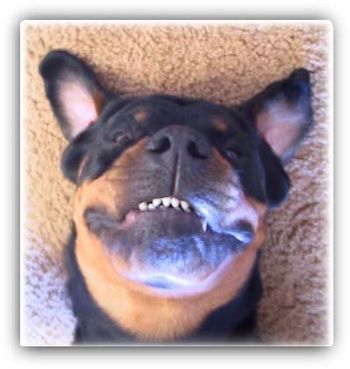 Now here's a funny face - Bavaria Blue's Divine Bette, BH, TR1,CS, HIC, CGC mugging for the camera. "Bubbie" is owned by Sandy Kinsman.