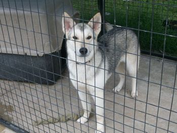 Our gorgeous rescued wolf hybrid boy went to a new home in Orlando, FL with Tiffany and family. He will also be playing all day with Sky, a beautiful husky girl. They are already running around the house, but it was sad to let him go after training him for 7 weeks.