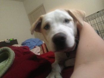 Axe is a half husky and half lab pup. He was taken home by Demiray and family from Tampa. Look at his gorgeous blue eyes.