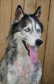 After having been neglected for years outside full of fleas and skin problems, 9-year-old Dakota was able to find a home with Frank and family in Lake Whales, FL.