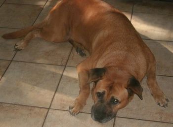 Here is Nina over 7 years after we rescued her in Daytona Beach, FL. She is still guarding our property.