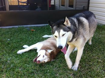 Sky, the black and white boy, has found a new home with Annie and his new sister (red and white girl) Jasmine in St. Augustine, FL