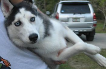 Princess Terra at 9 months old! She passed at 13 in 2019. Here is Princess' pedigree.