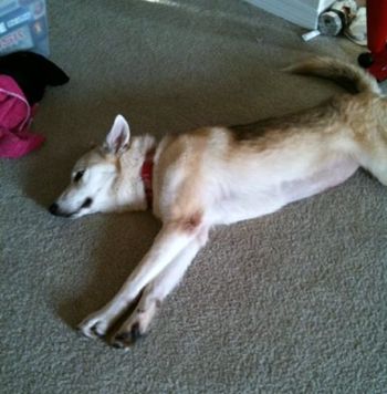 Sitka (now Mishka) is enjoying the air conditioner in her new home in Tampa. We are certainly going to miss her bubbly personality.