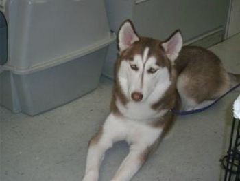 This 7-month-old red and white boy went with Nawaf and Family in Tampa, FL. Since Rico had a problem with food aggression towards other dogs, he is going to be an only dog in his new home. He is doing very well there.