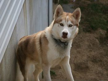 Echo has been adopted by a family in the Daytona Beach area. UPDATE: Unfortunately, Echo had to be put down due to the negligence of previous owners who did not neuter him by 2 years old and he only had one descended testicle. His cancer was too advanced! Rest in Peace, Echo!
