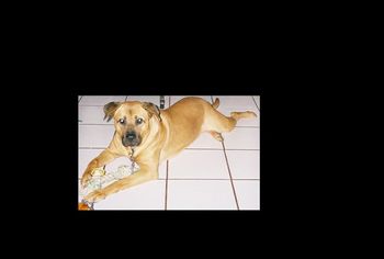 Nina showed up at our door on July 2005. She was a tiny puppy with her stomach and legs covered with fleas, ribs showing, and very hungry. Look at her now!