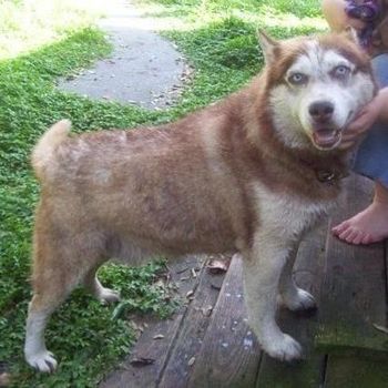 Rusty has found his forever home with a family from Tampa, FL after his return from his family losing their house.