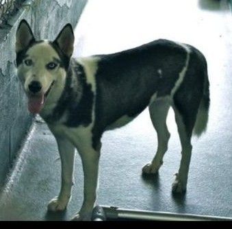 Ayka was just saved from Miami. She is about 2 years old and is with our foster home there. She needs a new home! UPDATE: Ayka was adopted by a famly from south Florida. Good for you girl!