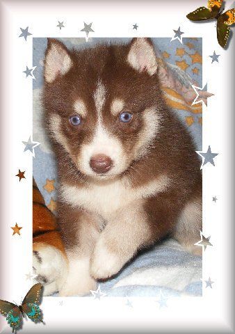 Glory is our AKC mahogany girl. She is show quality, and she has champion parents. Within 4 generations, Glory has 10 champion Sibes on sire's side and 8 on dam's side.