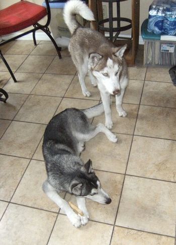 This brother and sister pair found new homes. Ariel went to a new home in Key West, FL. Apollo, just went to a new home with Lisa. Although separated, both went to homes with other dogs.