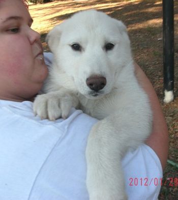 Angel is Shiloh's only solid white girl; our friend is holding her here. She is staying with us at Carmona Kennels!