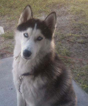Here is gorgeous, 14-month old Andre. He found a new home in Summerfield, FL with Michelle and family. UPDATE: Andre had to be rehomed because he attacked a goat. He is doing well with his new family.