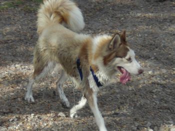 Perris, 1.5 years old, came to us with Asia from a family who was moving out of state to another job. He was adopted by Steven V. and family from St. Augustine, FL.