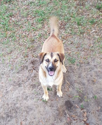 Chicky Chicky was a husky mix born here from a pregnant rescue. She found a great home in Leesburg, FL