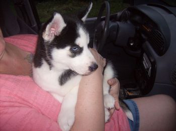 Alisa is with a family in Jacksonville, FL. She had originally come from Palm Coast, FL. Update: She is still doing great in Jacksonville now that she is all grown up. Her owner left an update on our Guestbook.