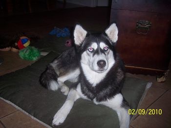 Skye was adopted by Colleen and family from Ocala, FL. She was originally taken from someone who had her tied to a tree.