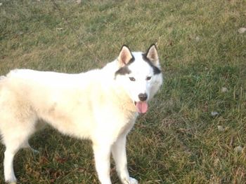 We fell in love when we saw Lauradales King II. He was a proud black and white piebald that was killed by a venomous snake. He was our first boy to die only at 2. We were only used to our dogs dying of old age. He did get to see his offsprings be born. We still miss him!