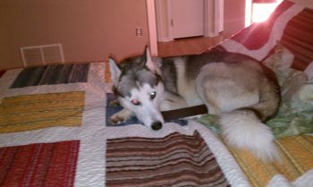 Koda is now with Alexis in Orlando. This is her second husky from us. They will both enjoy each other's company.