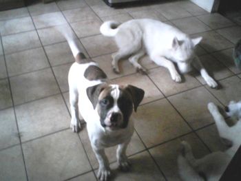 Tyler is our American Bulldog puppy. He was given to us by a family in Miami, and he will be staying with us. Here he is playing with some of our husky girls.
