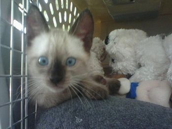 Ybor was rescued in Ybor City, FL. He was following his mom which wanted nothing to do with him anymore. He is now with a new family.