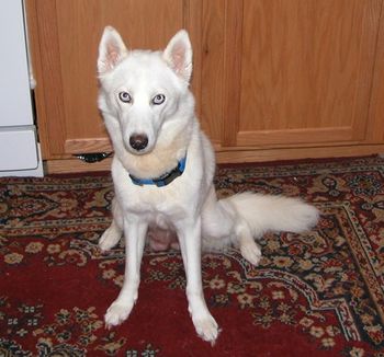 Alisa has been adopted by Justen and family from Winter Park, FL. She was Alisa and Cassie's mother (pictures below). She is now spayed and living with her new family.