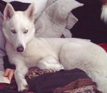 We found a home for Koda Bear, but unfortunately a friend of her owner took her to a shelter without her permission. Good luck, gorgeous lady!