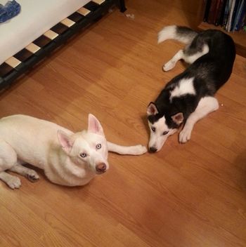 Dusk, black and white boy, just found a home with Kodie, AJ, and his new buddy Lucca in Orlando, FL. Lucca, the white one, was adopted through us a couple of years ago.