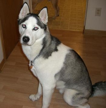 Update on Dakota: he moved with his adoptive mom to Canada. He is enjoying the snow and the cold weather there. Thanks for the update, Rosemarie! I still get hellos from him from time to time from Canada.