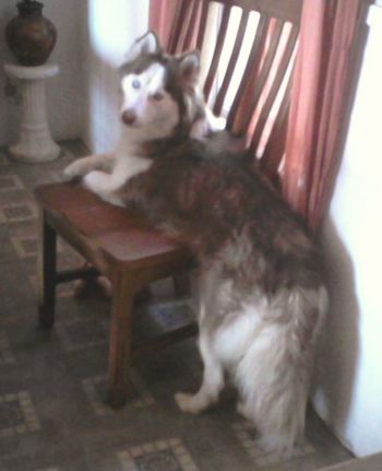 Tala was stolen. Here is Tala's pedigree. Update: We lost Tala in 2015. She got out and someone must have taken her because we never heard from her again. We miss her terribly.