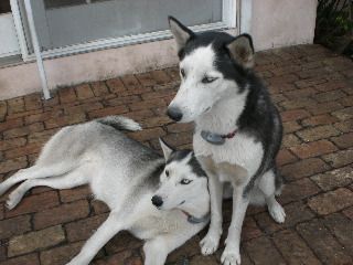 Patch and Chan are with their new family, Frank and Nancy in Florida. They have other Sibes to play with there. Update: New Pictures of the girls have shown how well they are doing. They recently visited their previous owners.