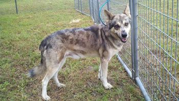Blue, a part husky and part Catahoula Leopard dog rescued from Pasco County, FL, went home with the Eubanks family of Spring Hill, FL. Go Blue!