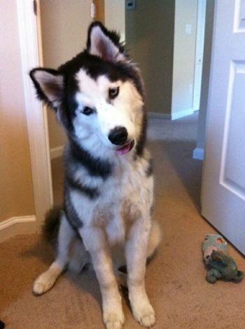 But I am a good boy, says Bear (Maya and Toby's boy) to mommy and daddy in St. Augustine, FL. He now has a playmate, Rocky.