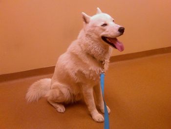 Casper, this gorgeous 2-year-old, just went home with Ramsey and family from Jacksonville, FL. They were practically neighbors and didn't realize it.