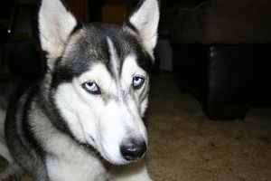 Roxi was found wondering in Jacksonville, FL by a young woman. No owner was found. She is now with Peter in Orlando, FL.