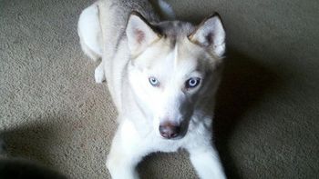We found Halo a great home. However, her owner went to visit and then decided to keep her. We have found her other homes but the owner moved out of state with Halo.