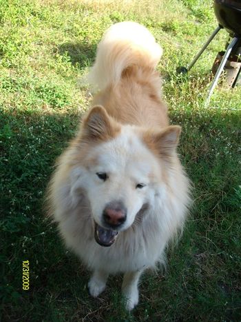 Rollo, a two year-old, husky/grey wolf mix from St. Petersburg, FL, was adopted by Rebecca from Daytona Beach. His family could not keep him any longer due to financial hardship.