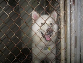 Nanauq was rescued from the Humane Society in Sebring, FL. He has separation anxiety issues; however, he is doing well with his new patient family only a few blocks from our home. We get to see him all the time.
