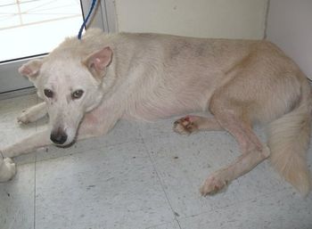 Jack came to us from the Bahamas. He is a great Sibe with a wonderful disposition to meet and befriend other dogs. He was very thin when he came; look at his picture under Our Huskies and compare to this one! We fell in love with him, so he is staying with us.
