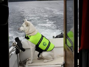 Nani, a gorgeous recued husky from Alaska that was brought to Florida, found a new home up north at a farm.
