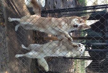 Sunny, the red and white agouti boy on the left is now with Nyda in Melbourne, FL. He will be playing all day with a beautiful husky girl.