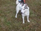 Envi is now with a new family in Sarasota, FL. She has three other pie sisters to play with. We will miss you, Envi!