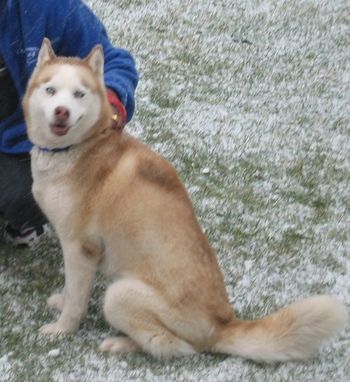5 year old Kaya was rescued from Orlando and is now with Johnny and family in Ocala, FL. Update: She is still doing well with her family and husky brother and sister.