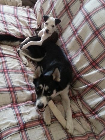 Keira was rescued from Tallahassee, FL and she is now going to live with Angel at David and April's house.