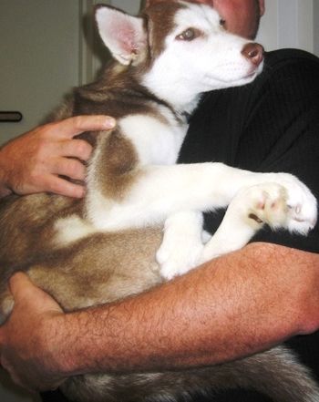 Princess II/Liana was rescued from someone who broke her two legs and all of her teeth at only 17 weeks old. She had to have one leg amputated, but she is happy to be alive with her other three legs. We are happy too that we were able to save her. She is with a wonderful family from Ormond Beach, FL.