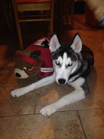 Elle, this cute one year old girl was adopted by Tom and Elsie of Crystal River, FL. Her owner was deployed so she needed a new home.