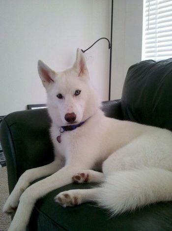 Roxie found a great home with the same family that has Mishka (Sitka). Now they will keep each other company.